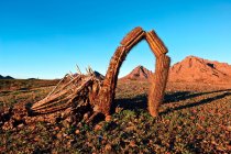 Vista panorâmica do cacto saguaro quebrado, Gila Bend Mountains, Arizona, América, EUA — Fotografia de Stock