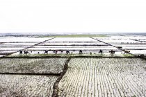 Vista panorámica de los agricultores están plantando Oryza sativa - foto de stock
