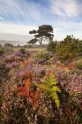 Scenic view of late summer sunrise at Bratley View, New Forest, Hampshire, England, UK — Stock Photo
