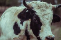 Retrato de cerca de un toro blanco y negro en un campo - foto de stock