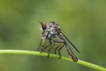 Robberfly sentado en la planta contra fondo borroso - foto de stock