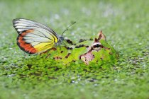 Бабочка, сидящая на пацифистском лягушке в болоте — стоковое фото