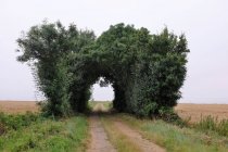 Route à travers arche en arbres, Niort, France — Photo de stock