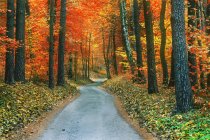 Vista panorámica de los árboles de otoño en el parque nacional, Lituania - foto de stock