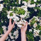 Imagem cortada de mãos femininas e arbusto de flores — Fotografia de Stock