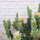 Blumenstrauch gegen Ziegelmauer — Stockfoto