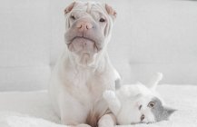 Blanco chino Shar-Pei perro con gato - foto de stock
