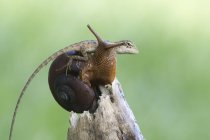 Close-up view of Gecko sitting on a snail, Indonesia — Stock Photo