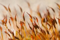 Nahaufnahme orangefarbener Pflanzen vor verschwommenem Hintergrund — Stockfoto