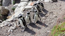 Пять пингвинов, идущих подряд, залив Беттис, Западная Мыса, Южная Африка — стоковое фото