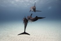 Três golfinhos nadando acima do fundo do oceano — Fotografia de Stock