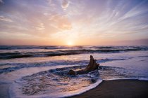 Driftwood na praia ao pôr do sol, Pescia Romana, Lazio, Itália — Fotografia de Stock