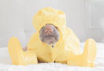 White Chinese Shar-Pei dog in yellow raincoat and boots — Stock Photo