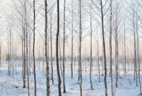 Vue panoramique de la forêt dans la neige d'hiver — Photo de stock
