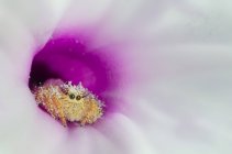 Closeup view of spider sitting in flower — Stock Photo