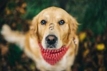 Собака-лабрадор с двумя обручальными кольцами на носу смотрит в камеру — стоковое фото
