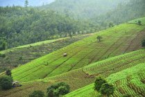 Malerischer Blick auf die Reisterrasse im Norden Thailands — Stockfoto