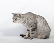 Porträt der grauen, niedlichen, flauschigen Katze — Stockfoto