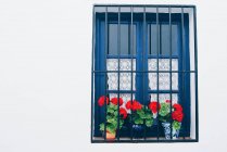 Fenêtre bleue avec des fleurs rouges dans des pots sur un fond de mur blanc — Photo de stock