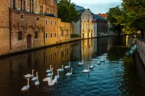 Vue panoramique d'un magnifique troupeau de cygnes dans le canal, Bruges, Belgique — Photo de stock