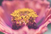Nahaufnahme von Stempeln in frischen rosa Blüten — Stockfoto