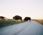 Buffalos cruzando a estrada, Antelope Island, Utah, America, USA — Fotografia de Stock
