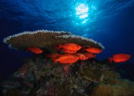 Shoal de peces escondidos junto al arrecife de coral bajo el agua - foto de stock