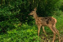 Ciervo de corzo de pie en bosque verde - foto de stock