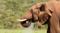 Portrait of beautiful elephant at wild nature — Stock Photo