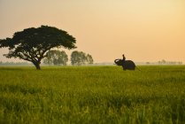 Mahout man riding elephant at sunrise in Surin province, Thailand — Stock Photo