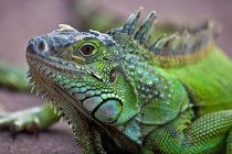 Vista de close-up do lagarto iguana contra fundo desfocado — Fotografia de Stock