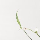 Weiße Friedenslilie Blumen und Blatt auf weißem Hintergrund — Stockfoto