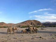 Schöne Elefanten, die in wilder Natur unter blauem Himmel spazieren — Stockfoto