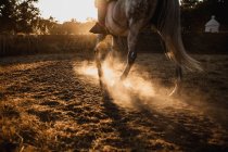 Passeios a cavalo ao pôr-do-sol lindo brilhante — Fotografia de Stock