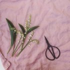Lily of the valley flowers and scissors on pink linen background — Stock Photo