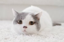 Portrait of a british shorthair cat lying on rug — Stock Photo