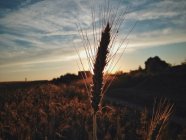 Silhouette di gambo di grano contro il tramonto — Foto stock