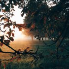 Vista panorâmica da luz solar matinal na floresta — Fotografia de Stock