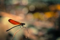 Close-up of dragonfly sitting on twig on blurred background — Stock Photo