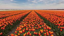 Vue panoramique de rangées de fleurs de tulipe orange dans le champ, Hollande — Photo de stock