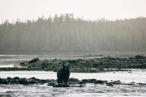Дикий медведь гуляет по скальной реке против зеленого леса в Уклюлет, Ванкувер, Британская Колумбия, Канада — стоковое фото