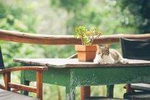 Katze liegt und entspannt auf Tisch im Garten — Stockfoto