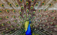 Magnifique oiseau de paon coloré montrant la queue — Photo de stock