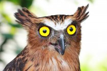 Close-up retrato de uma coruja jovem bonito, Indonésia — Fotografia de Stock