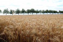 Fila di alberi e campi di grano maturo, Niort, Francia — Foto stock