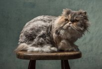 Porträt einer flauschigen Katze, die auf einem Holzhocker sitzt — Stockfoto