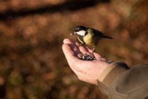 Обрезанное изображение птицы Титмышь, кормящейся из мужской руки — стоковое фото