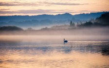 Cisne em um lago na névoa da manhã, Salzburgo, Áustria — Fotografia de Stock