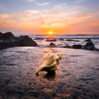 Vista panorâmica da concha na praia, Califórnia, América, EUA — Fotografia de Stock