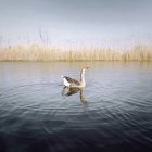 Vista lateral de um ganso nadando no lago na natureza selvagem — Fotografia de Stock